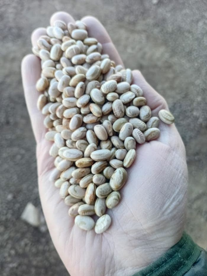 Hand-picked, export quality